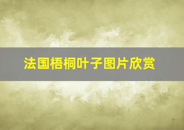 法国梧桐叶子图片欣赏