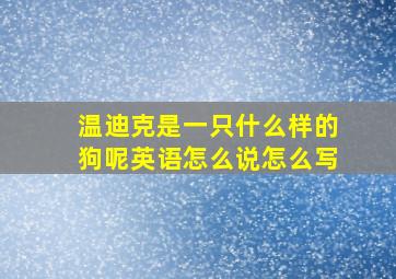 温迪克是一只什么样的狗呢英语怎么说怎么写