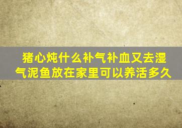 猪心炖什么补气补血又去湿气泥鱼放在家里可以养活多久