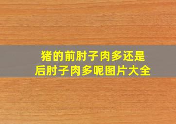 猪的前肘子肉多还是后肘子肉多呢图片大全