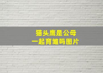 猫头鹰是公母一起育雏吗图片