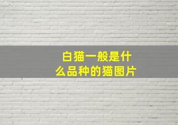 白猫一般是什么品种的猫图片