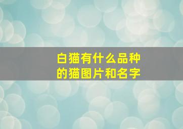 白猫有什么品种的猫图片和名字