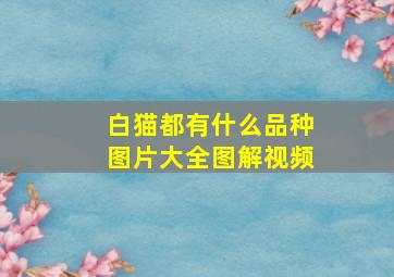 白猫都有什么品种图片大全图解视频