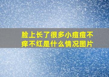 脸上长了很多小痘痘不痒不红是什么情况图片