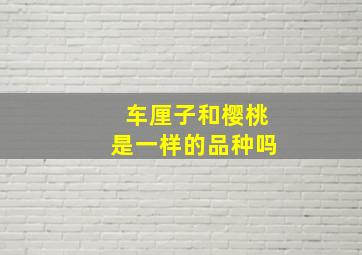 车厘子和樱桃是一样的品种吗