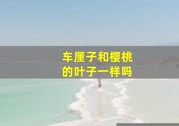 车厘子和樱桃的叶子一样吗