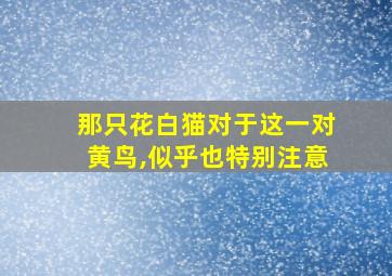 那只花白猫对于这一对黄鸟,似乎也特别注意