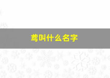 鸢叫什么名字